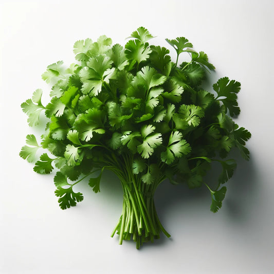 Coriander Bunched